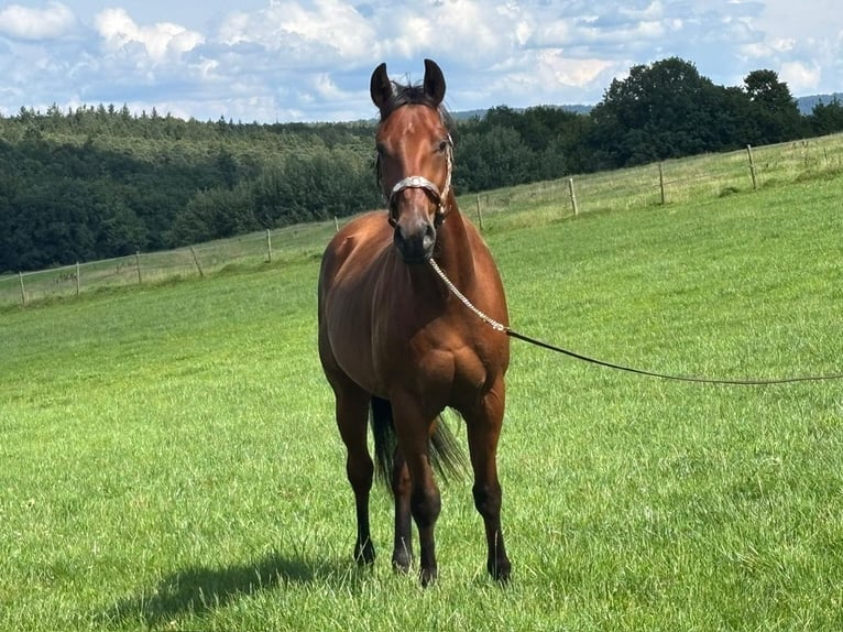 American Quarter Horse Wallach 4 Jahre Brauner in Biberach an der Riß