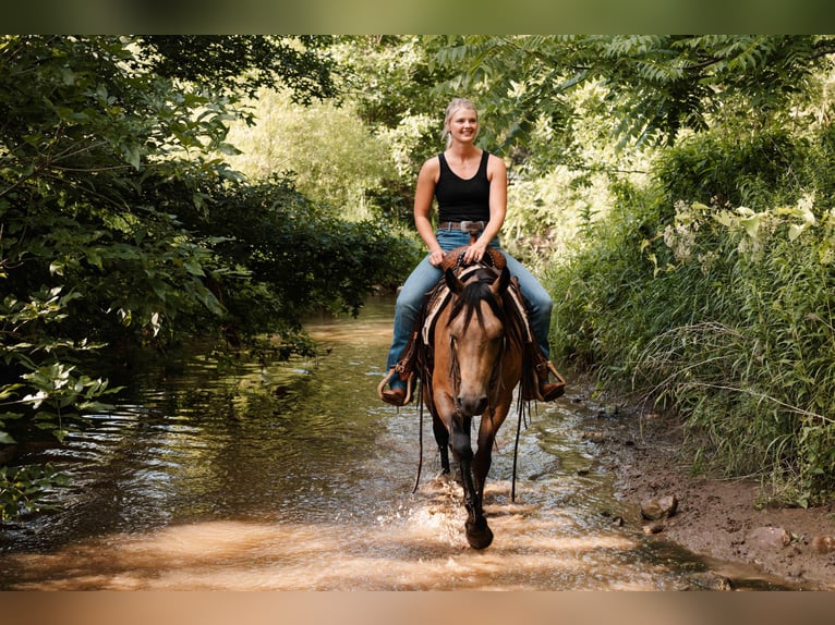 American Quarter Horse Wallach 4 Jahre Buckskin in Orrville