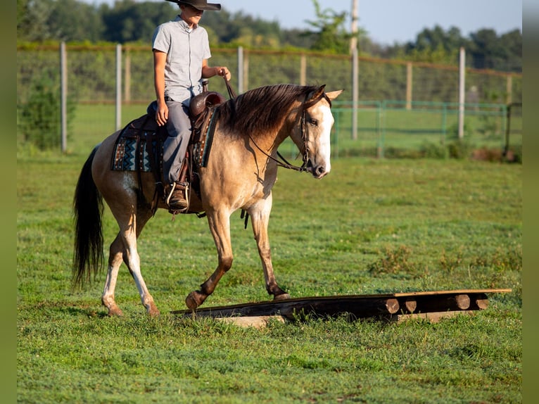 American Quarter Horse Mix Wallach 4 Jahre Buckskin in Shipshewana