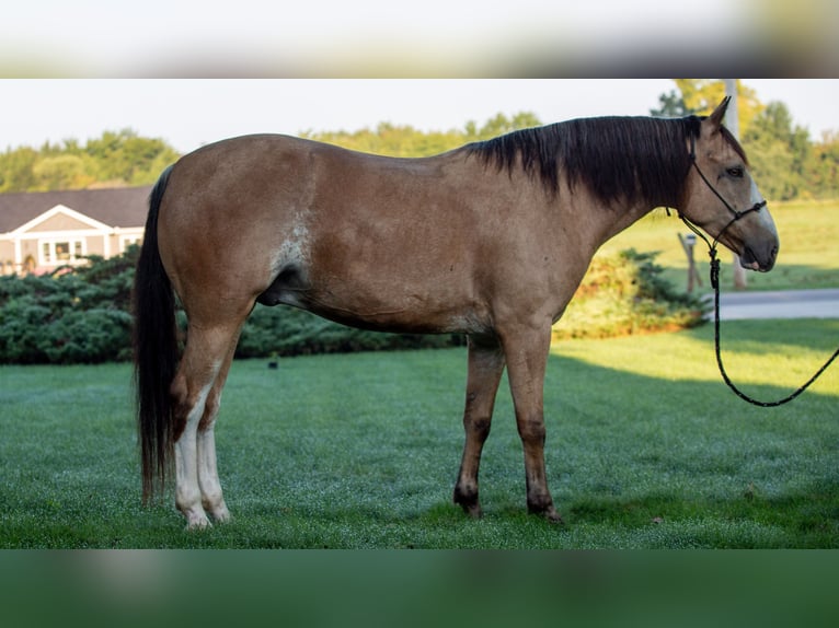 American Quarter Horse Mix Wallach 4 Jahre Buckskin in Shipshewana