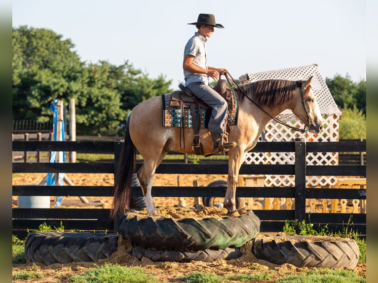 American Quarter Horse Mix Wallach 4 Jahre Buckskin in Shipshewana
