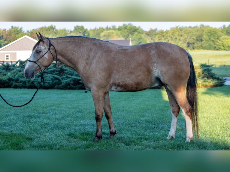 American Quarter Horse Mix Wallach 4 Jahre Buckskin in Shipshewana