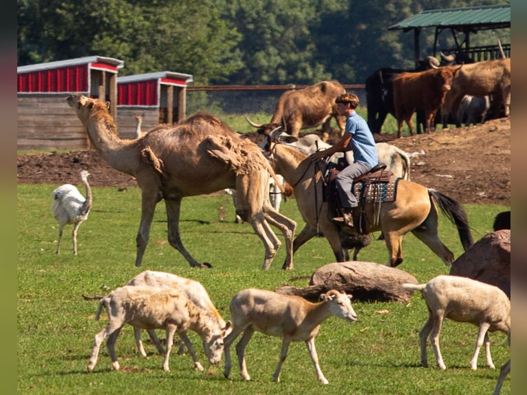 American Quarter Horse Mix Wallach 4 Jahre Buckskin in Shipshewana