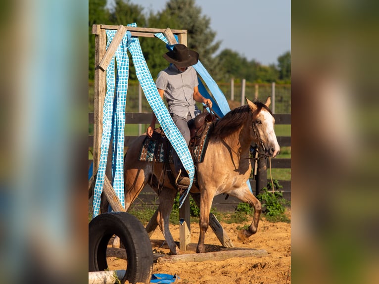American Quarter Horse Mix Wallach 4 Jahre Buckskin in Shipshewana
