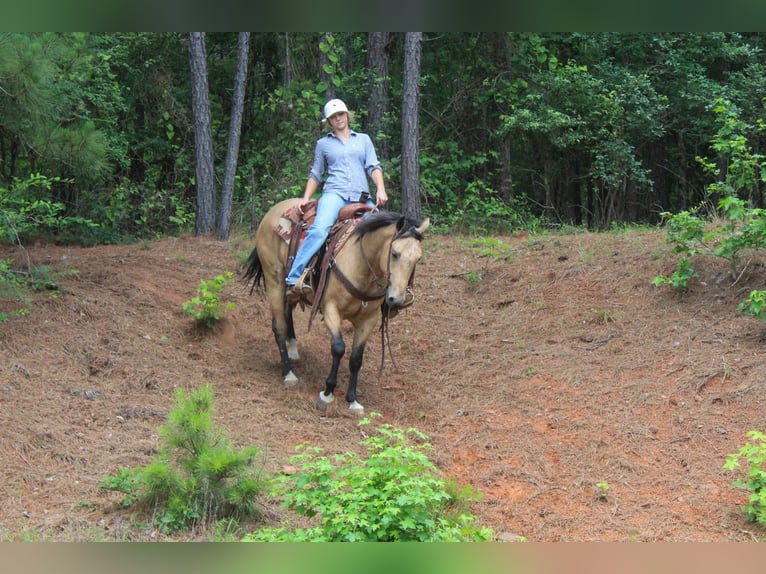 American Quarter Horse Wallach 4 Jahre Buckskin in Rusk