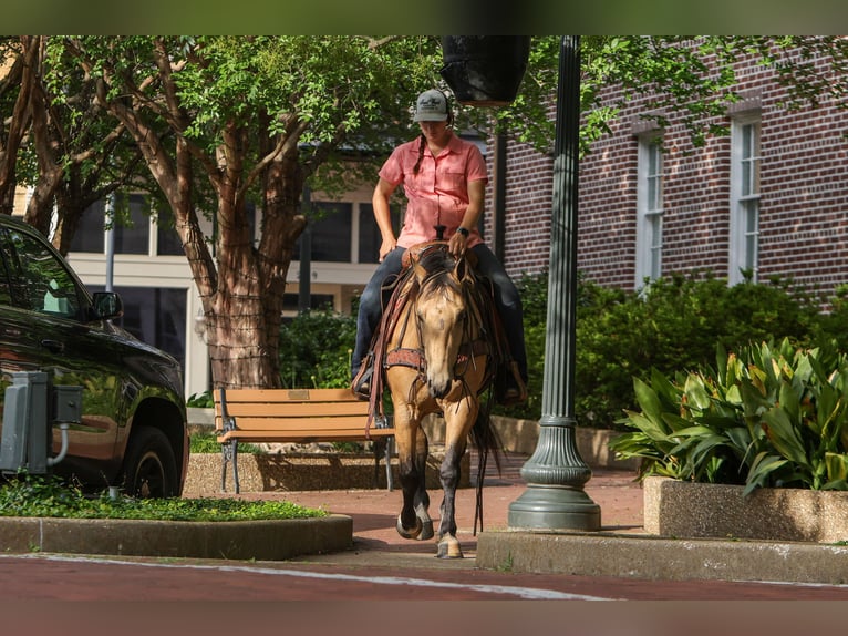 American Quarter Horse Wallach 4 Jahre Buckskin in Rusk