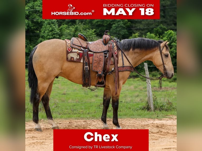 American Quarter Horse Wallach 4 Jahre Buckskin in Rusk