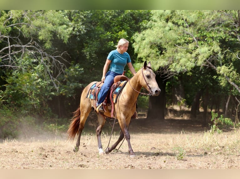 American Quarter Horse Wallach 4 Jahre Buckskin in Mineral Wells