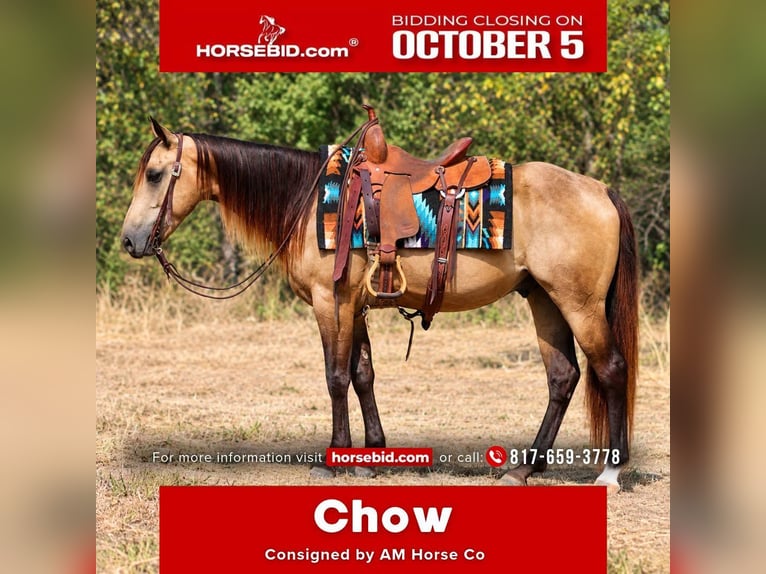 American Quarter Horse Wallach 4 Jahre Buckskin in Mineral Wells