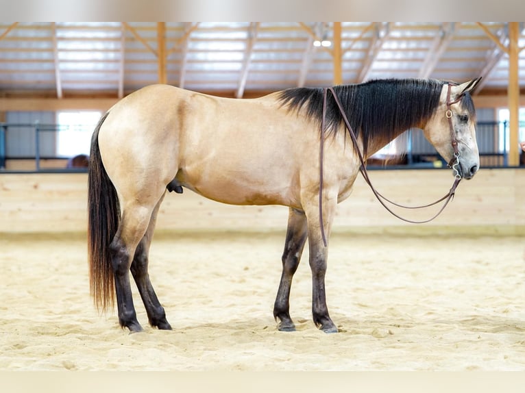 American Quarter Horse Wallach 4 Jahre Buckskin in Rebersburg