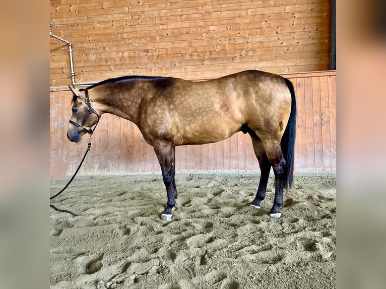 American Quarter Horse Wallach 4 Jahre Buckskin in Pontoglio