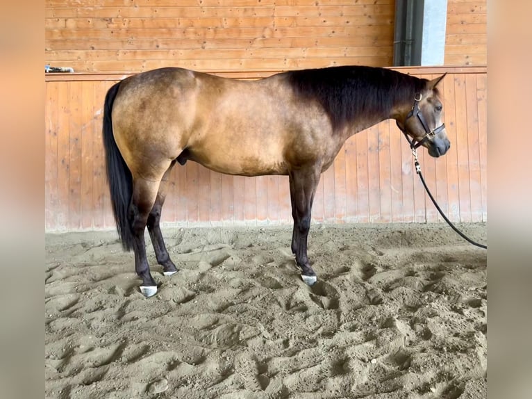 American Quarter Horse Wallach 4 Jahre Buckskin in Pontoglio