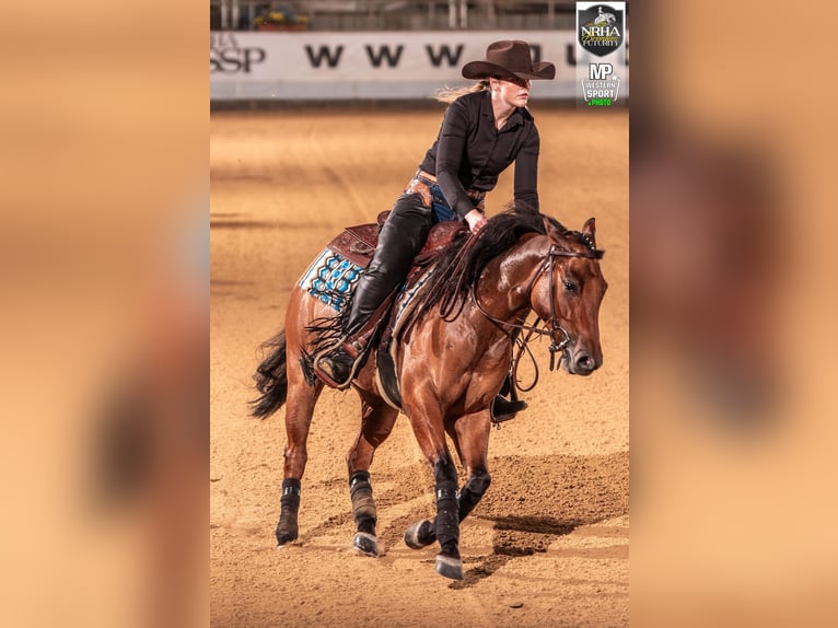 American Quarter Horse Wallach 4 Jahre Buckskin in Ungenach