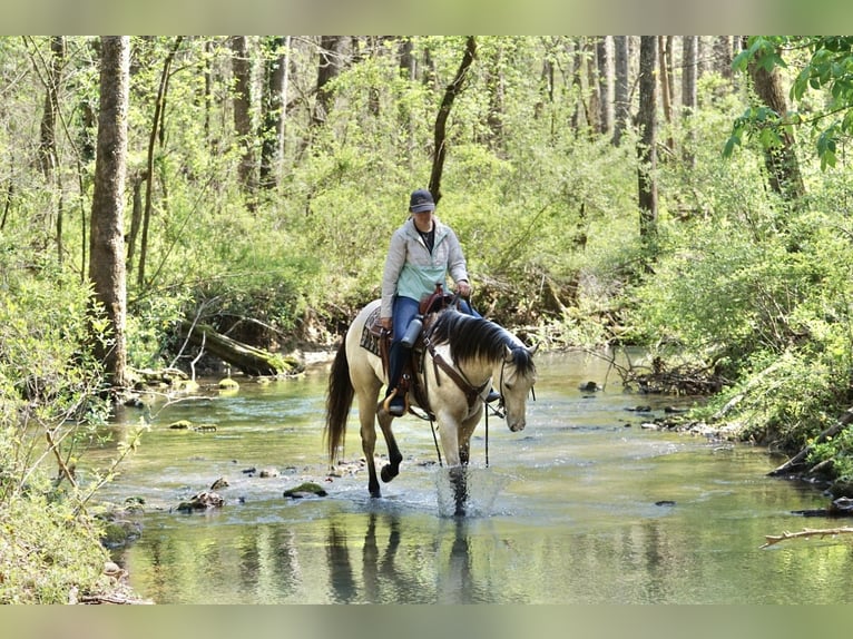 American Quarter Horse Wallach 4 Jahre Buckskin in Rineyville
