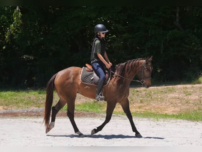 American Quarter Horse Wallach 4 Jahre Buckskin in Clover