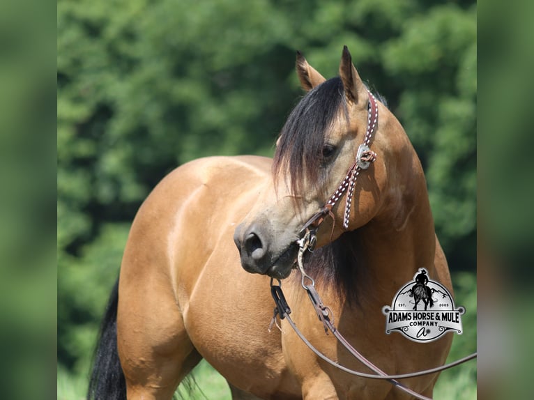 American Quarter Horse Wallach 4 Jahre Buckskin in Mount Vernon, KY