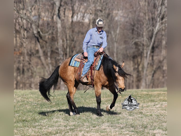 American Quarter Horse Wallach 4 Jahre Buckskin in Mount Vernon, KY
