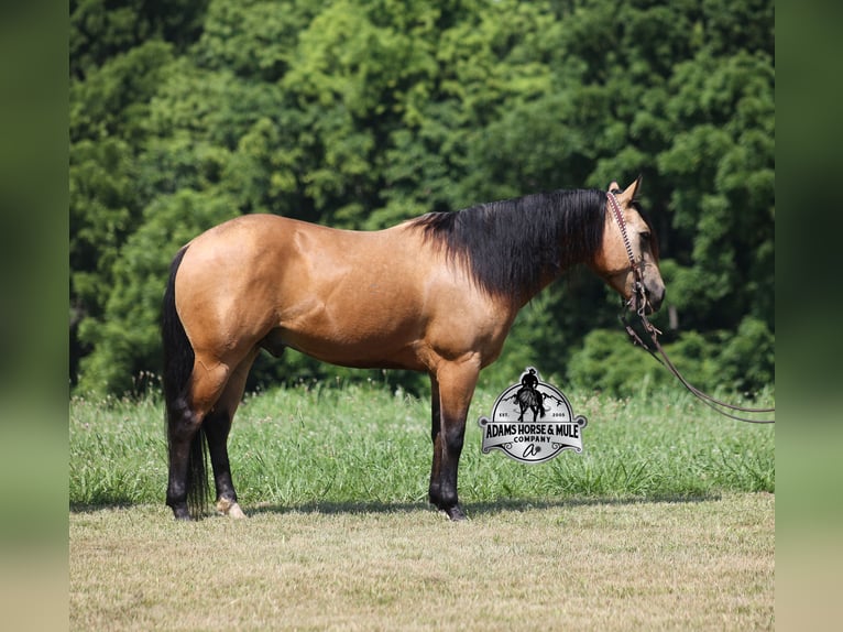 American Quarter Horse Wallach 4 Jahre Buckskin in Mount Vernon, KY
