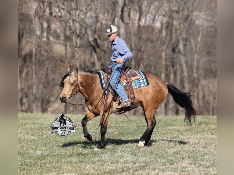 American Quarter Horse Wallach 4 Jahre Buckskin in Mount Vernon, KY