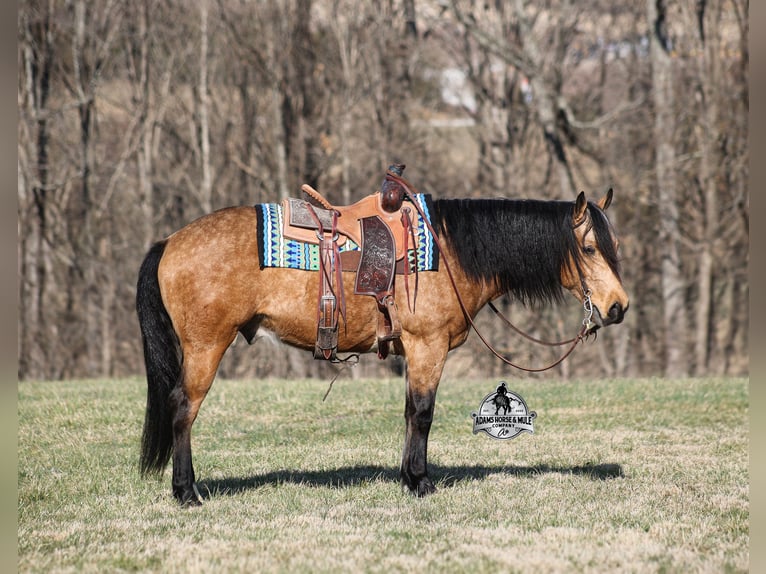 American Quarter Horse Wallach 4 Jahre Buckskin in Mount Vernon, KY