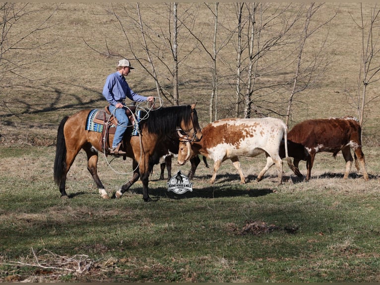 American Quarter Horse Wallach 4 Jahre Buckskin in Mount Vernon, KY