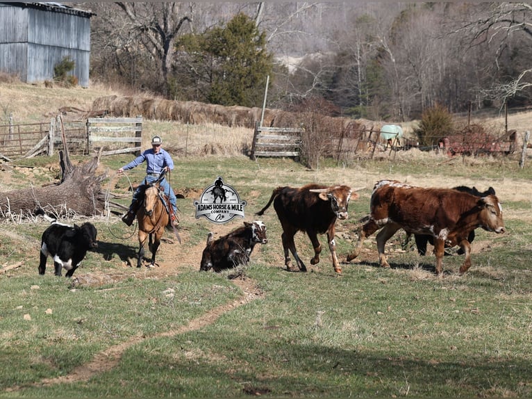 American Quarter Horse Wallach 4 Jahre Buckskin in Mount Vernon, KY