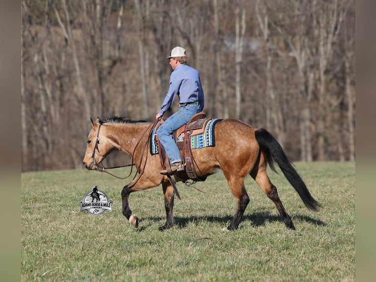 American Quarter Horse Wallach 4 Jahre Buckskin in Mount Vernon, KY