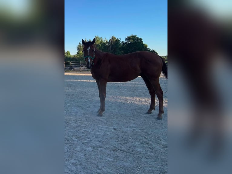 American Quarter Horse Mix Wallach 4 Jahre Dunkelfuchs in Charlton