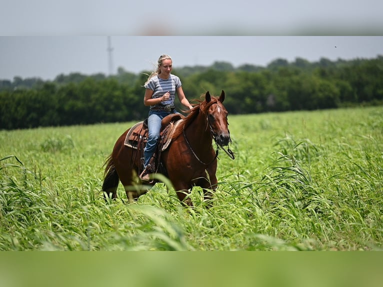 American Quarter Horse Wallach 4 Jahre Dunkelfuchs in Waco