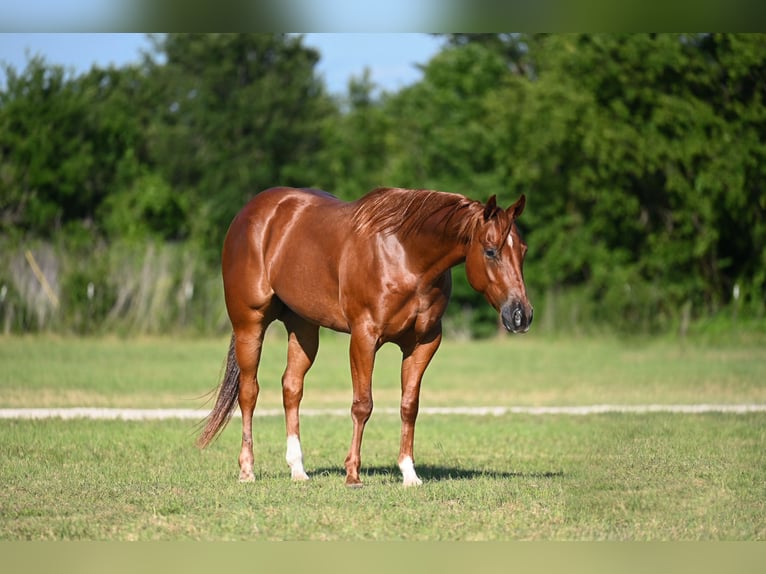 American Quarter Horse Wallach 4 Jahre Dunkelfuchs in Waco
