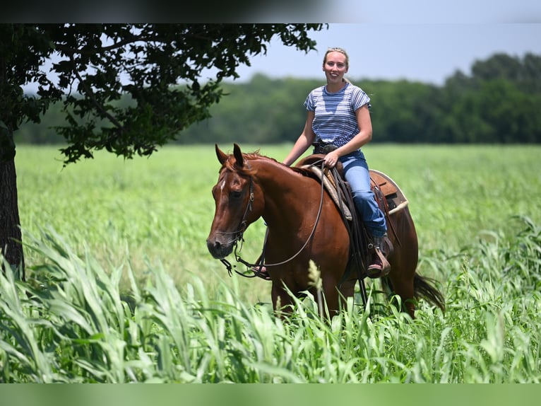 American Quarter Horse Wallach 4 Jahre Dunkelfuchs in Waco