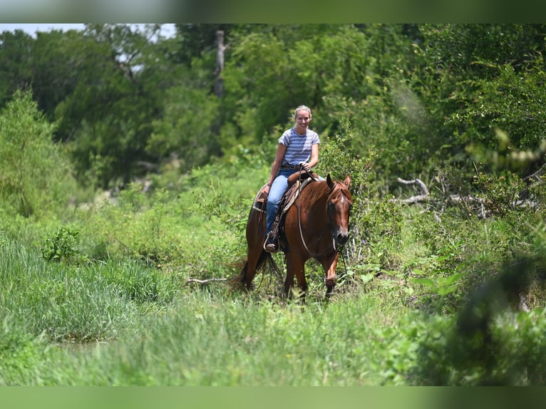 American Quarter Horse Wallach 4 Jahre Dunkelfuchs in Waco
