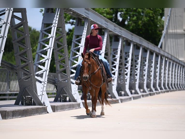 American Quarter Horse Wallach 4 Jahre Dunkelfuchs in Waco