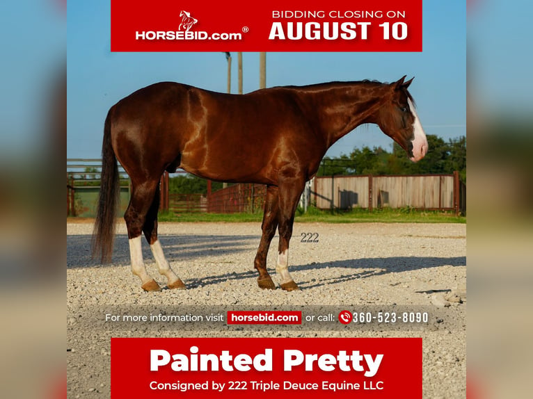 American Quarter Horse Wallach 4 Jahre Dunkelfuchs in Cisco