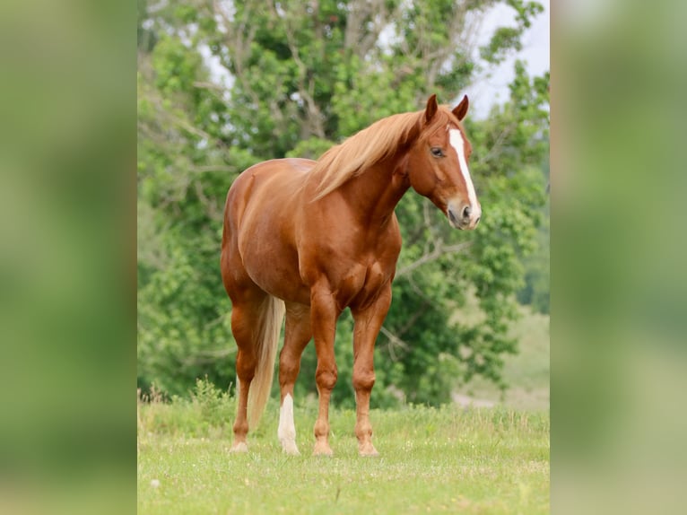 American Quarter Horse Wallach 4 Jahre Dunkelfuchs in Athens