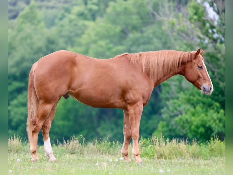 American Quarter Horse Wallach 4 Jahre Dunkelfuchs in Athens