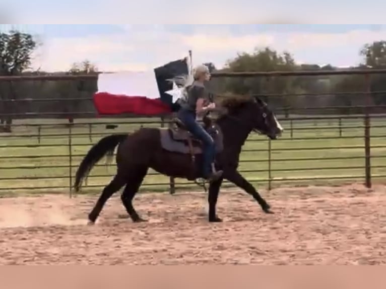 American Quarter Horse Wallach 4 Jahre Dunkelfuchs in Weatherford TX