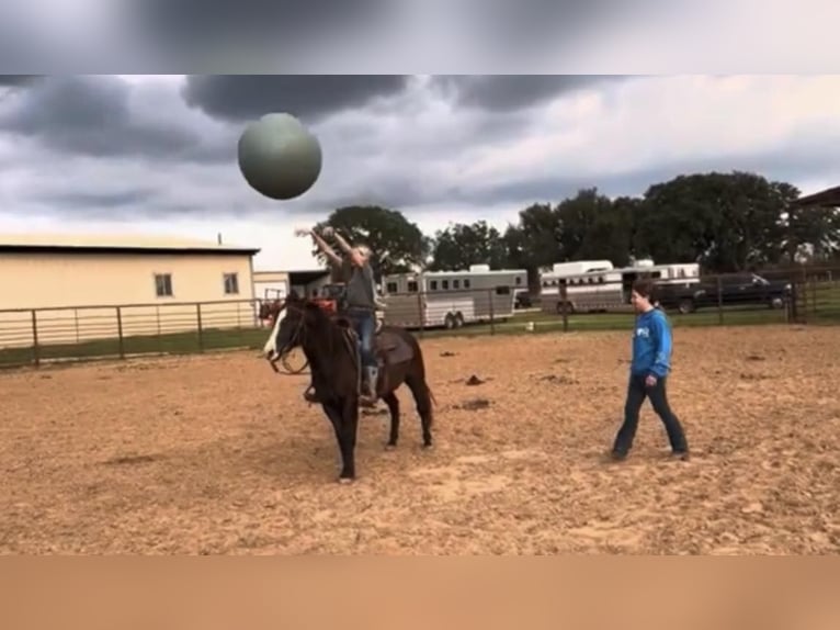 American Quarter Horse Wallach 4 Jahre Dunkelfuchs in Weatherford TX
