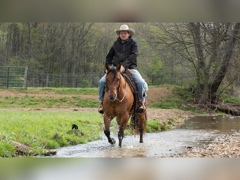 American Quarter Horse Wallach 4 Jahre Falbe in Fredericksburg, OH