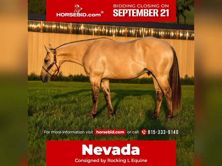 American Quarter Horse Wallach 4 Jahre Falbe in Joy