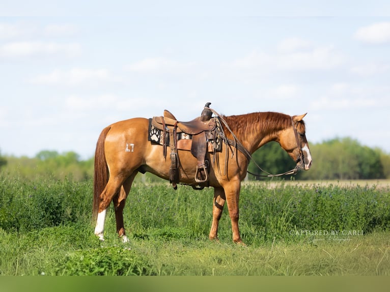American Quarter Horse Wallach 4 Jahre Falbe in Lewistown