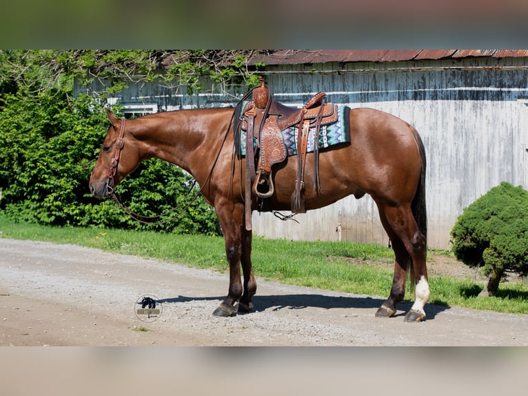 American Quarter Horse Wallach 4 Jahre Falbe in Fredericksburg