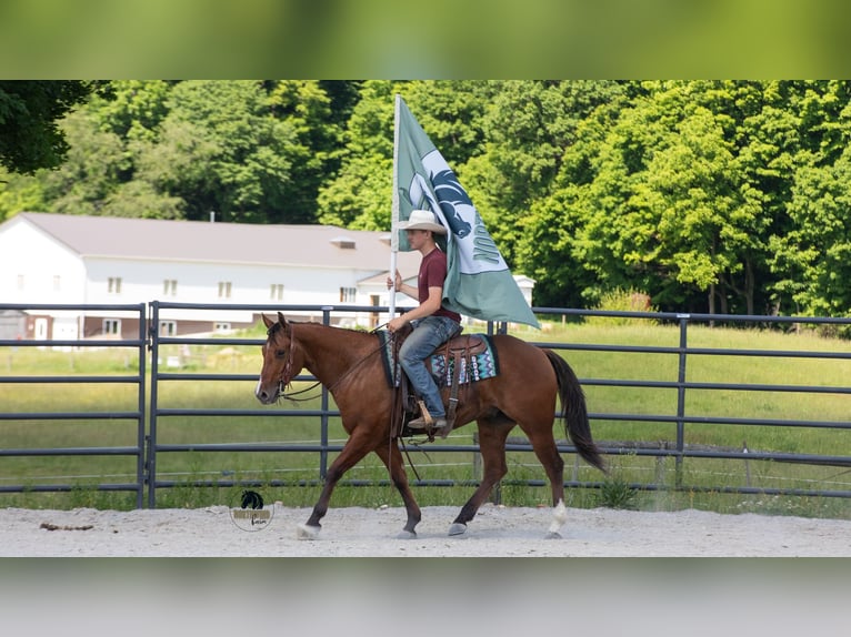 American Quarter Horse Wallach 4 Jahre Falbe in Fredericksburg