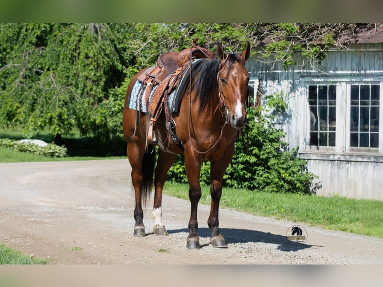 American Quarter Horse Wallach 4 Jahre Falbe in Fredericksburg