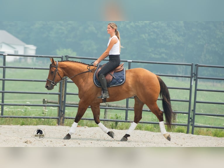 American Quarter Horse Wallach 4 Jahre Falbe in Fredericksburg
