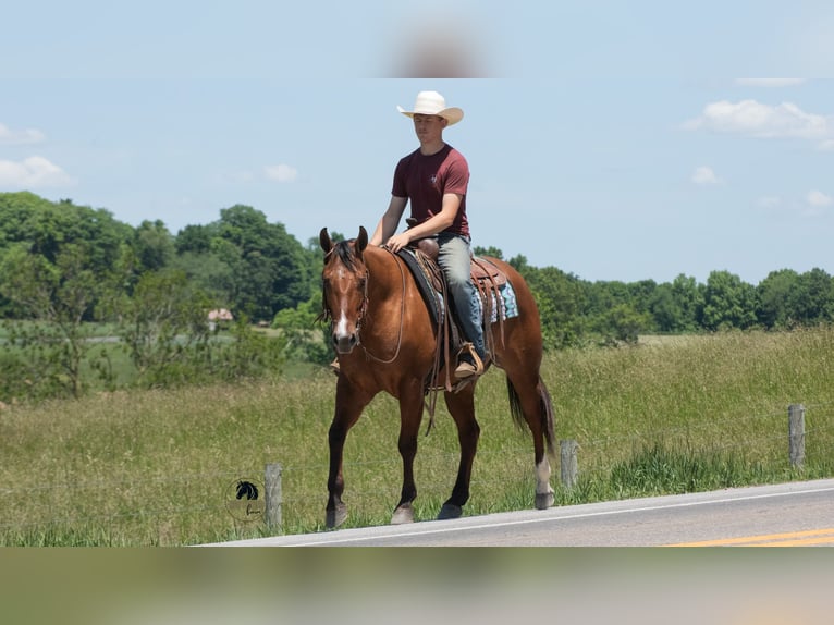 American Quarter Horse Wallach 4 Jahre Falbe in Fredericksburg