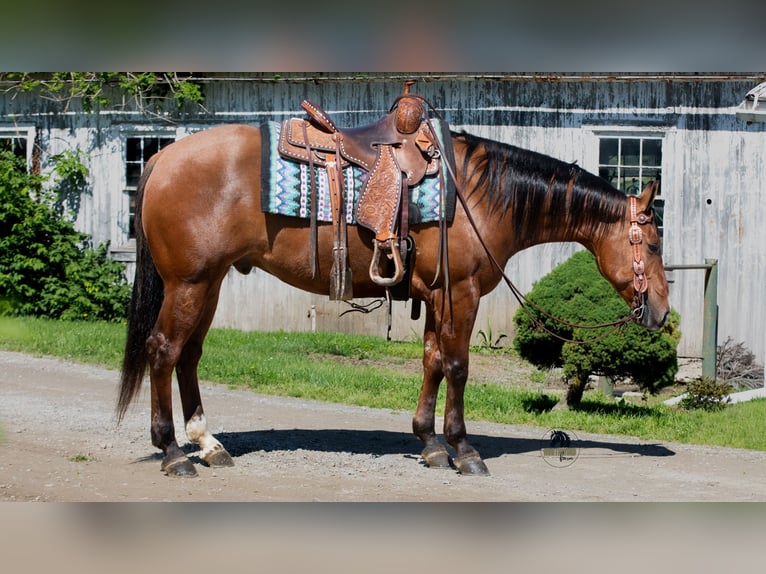 American Quarter Horse Wallach 4 Jahre Falbe in Fredericksburg