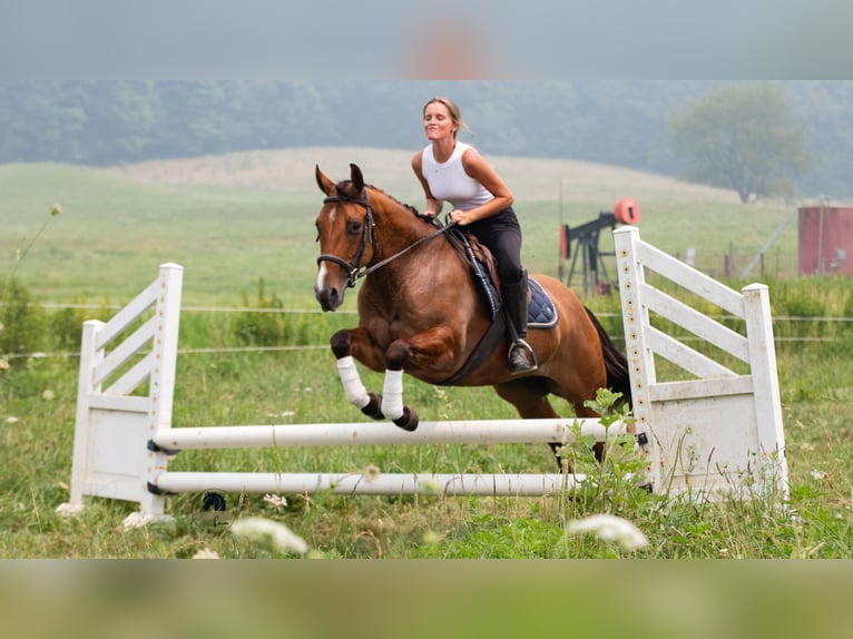 American Quarter Horse Wallach 4 Jahre Falbe in Fredericksburg