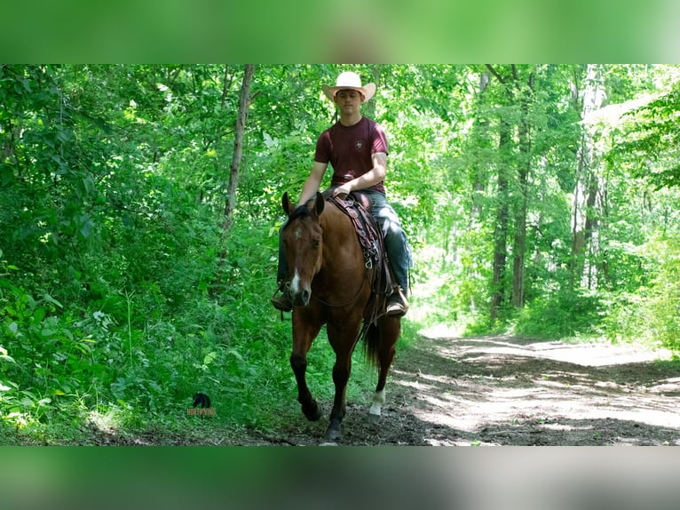 American Quarter Horse Wallach 4 Jahre Falbe in Fredericksburg