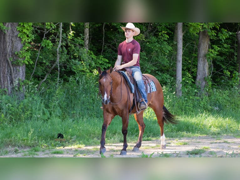American Quarter Horse Wallach 4 Jahre Falbe in Fredericksburg